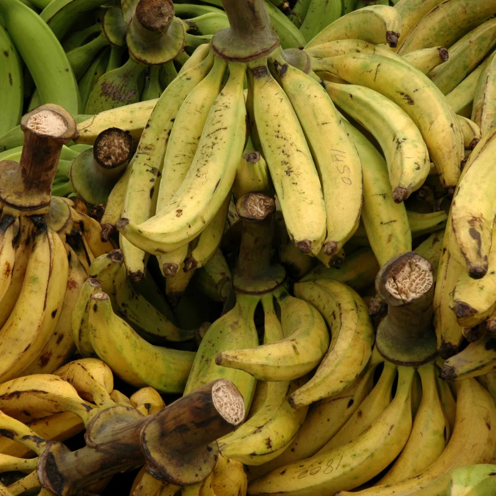 Banane plantain 1kg – Image 3