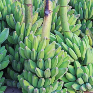 Banane poteau