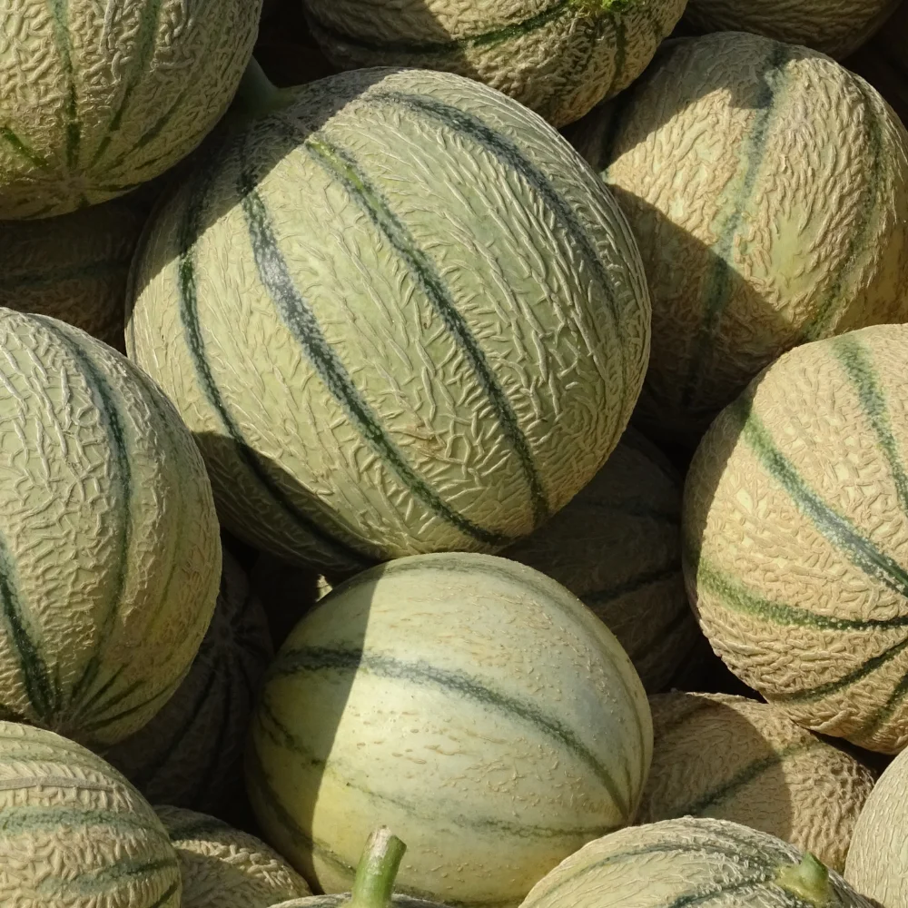 Melon Charentais – Image 5