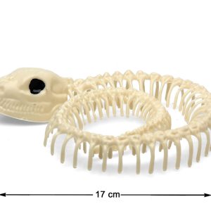Squelette de serpent